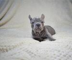 Small Photo #3 French Bulldog Puppy For Sale in FAIRFAX, VA, USA