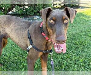 Doberman Pinscher Dogs for adoption in Santa Rosa, CA, USA