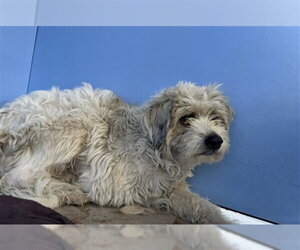 Tibetan Terrier-Unknown Mix Dogs for adoption in San Bernardino, CA, USA