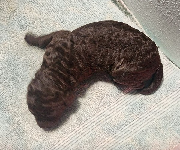 Medium Photo #3 Poodle (Standard) Puppy For Sale in CLAYTON, WA, USA