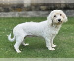 Small #1 Poodle (Miniature) Mix