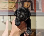 Small Photo #34 Labrador Retriever Puppy For Sale in POCAHONTAS, IL, USA