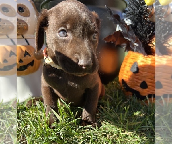 Medium Photo #4 Labrador Retriever Puppy For Sale in NEOLA, WV, USA