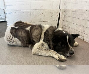 Akita-Unknown Mix Dogs for adoption in San Bernardino, CA, USA