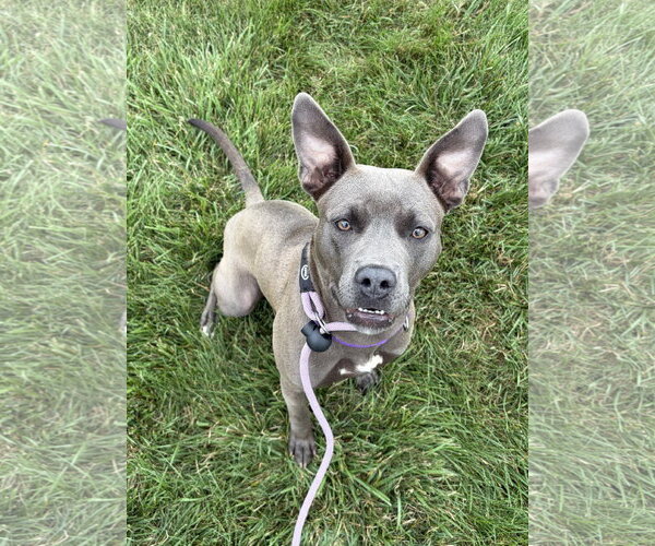 Medium Photo #4 Mutt Puppy For Sale in Rockaway, NJ, USA