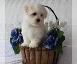 Small Photo #12 Maltese Puppy For Sale in ROCK STREAM, NY, USA