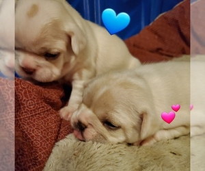 French Bulldog Puppy for sale in POST FALLS, ID, USA