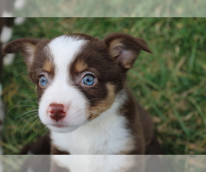 Australian Shepherd Puppy for sale in MEADOWVIEW, VA, USA