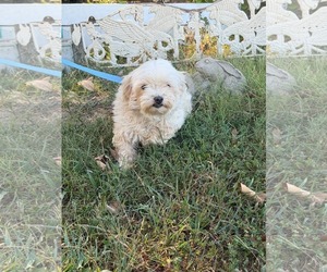 Ambrosa/ PENDING - Female Maltese Dog for Adoption - Photo #2