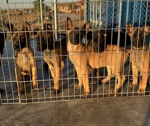 Belgian Malinois Puppy for sale in OAK HILLS, CA, USA