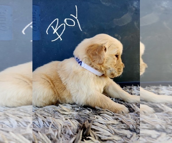 Medium Photo #15 Golden Retriever Puppy For Sale in OROVILLE, CA, USA