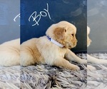Small Photo #15 Golden Retriever Puppy For Sale in OROVILLE, CA, USA