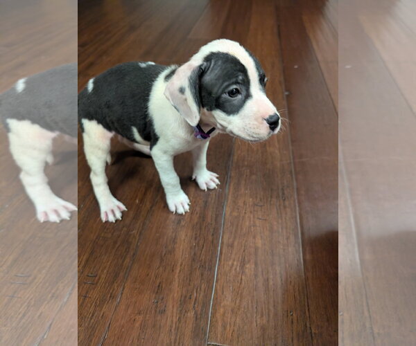 Medium Photo #1 American Staffordshire Terrier-Unknown Mix Puppy For Sale in Holly Springs, NC, USA