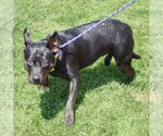 Small #3 American Staffordshire Terrier-Bulldog Mix