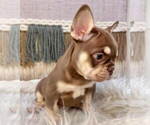 French Bulldog Puppy for sale in DANBURY, CT, USA