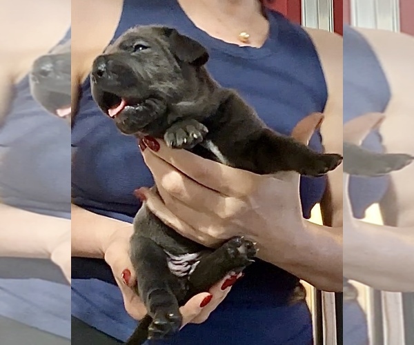 Medium Photo #1 Cane Corso Puppy For Sale in PORTER RANCH, CA, USA