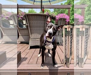 Shelly - Female Mutt Dog for Adoption - Photo #3