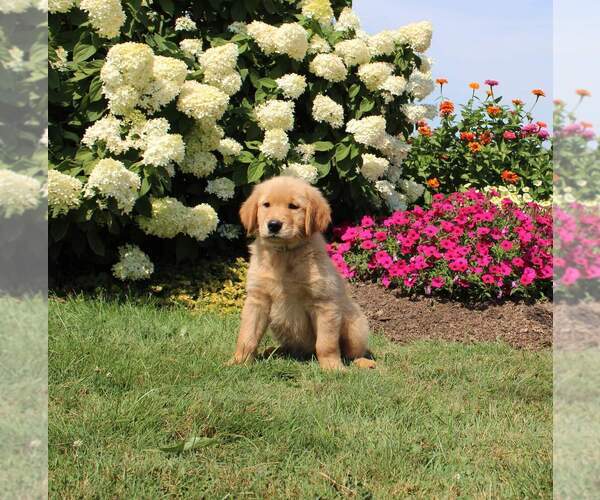 Medium Photo #8 Golden Retriever Puppy For Sale in FORT PLAIN, NY, USA