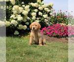 Small Photo #8 Golden Retriever Puppy For Sale in FORT PLAIN, NY, USA