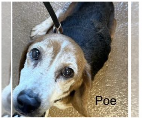 Medium Photo #1 Beagle Puppy For Sale in Tampa, FL, USA