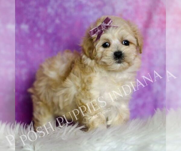 Medium Photo #2 Maltipoo (Miniature) Puppy For Sale in WARSAW, IN, USA