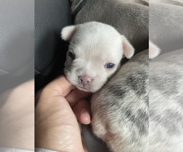 Medium Photo #7 French Bulldog Puppy For Sale in SAN BERNARDINO, CA, USA