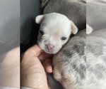 Small Photo #7 French Bulldog Puppy For Sale in SAN BERNARDINO, CA, USA