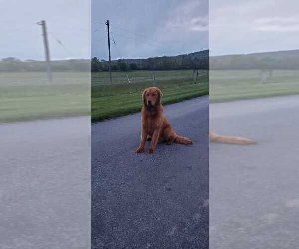 Medium Photo #1 Golden Retriever Puppy For Sale in CANON, GA, USA
