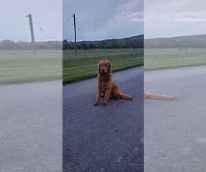 Father of the Golden Retriever puppies born on 04/29/2026