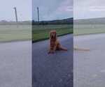Small Photo #1 Golden Retriever Puppy For Sale in CANON, GA, USA