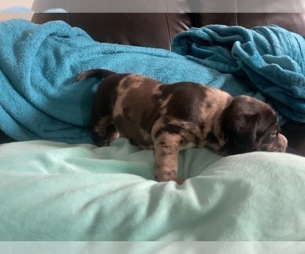Medium Photo #175 American Bully Puppy For Sale in REESEVILLE, WI, USA