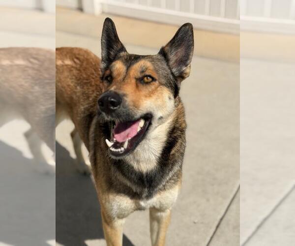 Medium Photo #1 Australian Kelpie-German Shepherd Dog Mix Puppy For Sale in Burbank, CA, USA