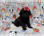 Small #3 Shih-Poo