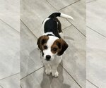 Small Photo #5 Beagle Puppy For Sale in Arlington, VA, USA