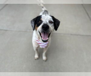 Border Collie-Unknown Mix Dogs for adoption in Tulsa, OK, USA