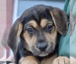 Small #1 Coonhound Mix