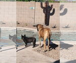 Small #1 Mastiff