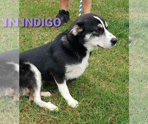 Indigo - Female Siberian Husky-Unknown Mix Dog for Adoption - Photo #3