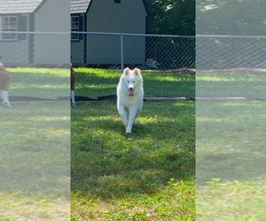 Siberian Husky Puppy for sale in LENOIR, NC, USA