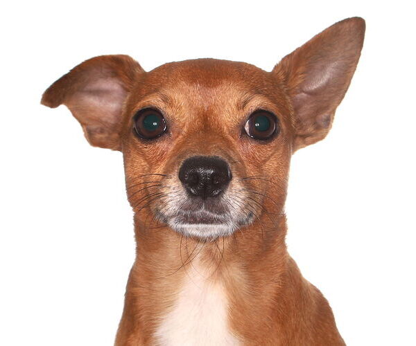 Medium Photo #2 Chihuahua-Unknown Mix Puppy For Sale in Oakland Park, FL, USA