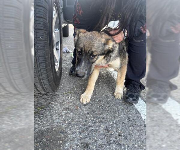 Medium Photo #1 German Shepherd Dog Puppy For Sale in Stockton, CA, USA