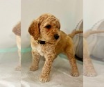 Small Photo #2 Goldendoodle Puppy For Sale in HOPE MILLS, NC, USA