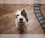 Small #6 American Pit Bull Terrier Mix