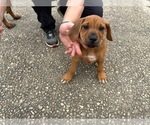 Small #2 Rhodesian Ridgeback