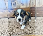 Small Photo #15 Pembroke Welsh Corgi Puppy For Sale in ROCK VALLEY, IA, USA