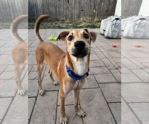 Labrador Retriever-Unknown Mix Dogs for adoption in Virginia Beach, VA, USA