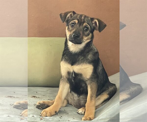 Medium Photo #8 Keeshond-Unknown Mix Puppy For Sale in Littleton, CO, USA