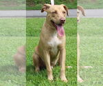 Small #3 Mutt