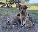 Small Photo #1 Australian Cattle Dog-Scotch Collie Mix Puppy For Sale in PLAINS, MT, USA