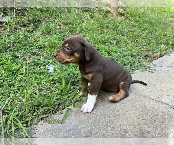 Medium Photo #3 Catahoula Leopard Dog Puppy For Sale in TRYON, NC, USA